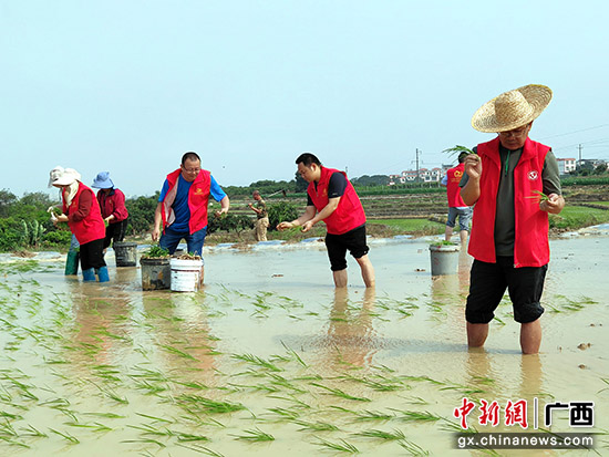 百色田阳：春耕插秧大忙季 干部下田赶支农