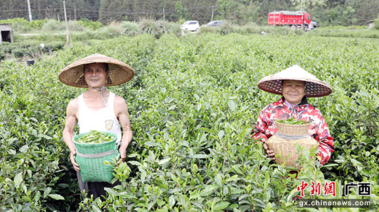 广西三江:谷雨时节采茶忙
