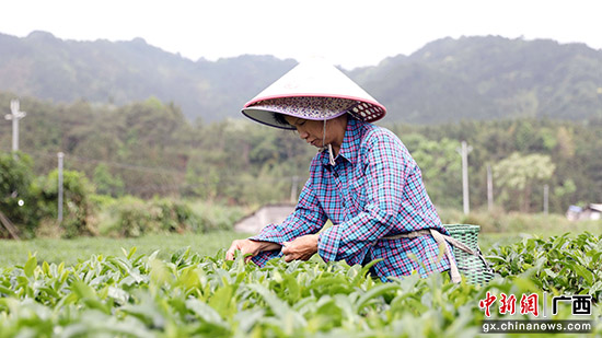 广西三江:谷雨时节采茶忙