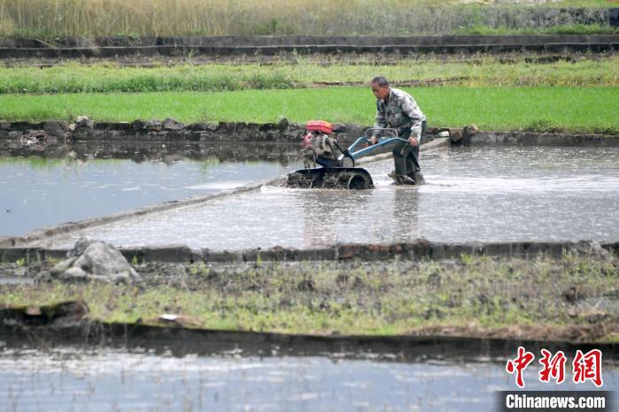 广西罗城：谷雨时节 早稻田间农事忙