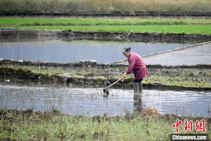 广西罗城：谷雨时节 早稻田间农事忙