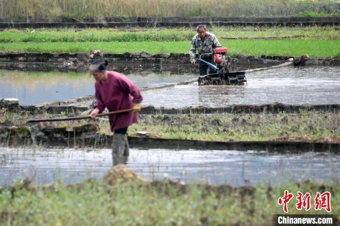 广西罗城：谷雨时节 早稻田间农事忙