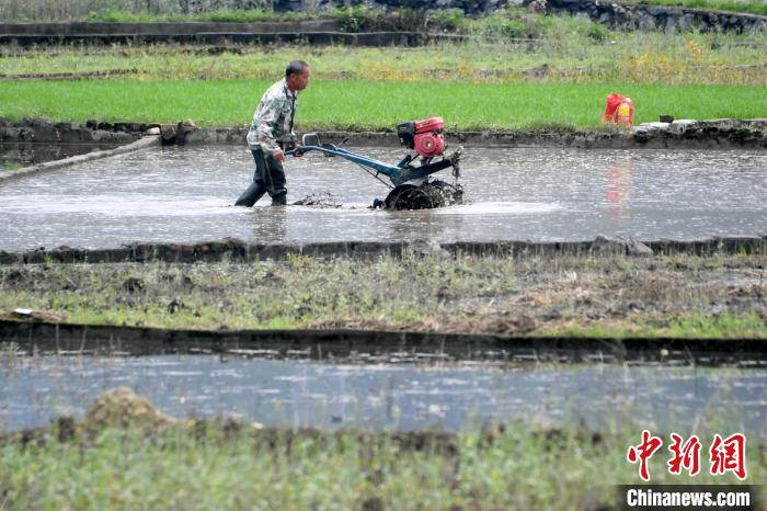 广西罗城：谷雨时节 早稻田间农事忙