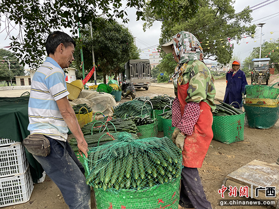 南宁西乡塘区双定镇黄瓜喜获丰收 农民笑逐颜开