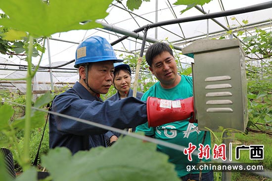 葡萄产业铺就致富路 喜看广西毛竹山村巨变