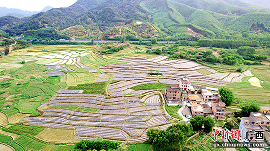 贵港市港南区:中药材套种走出乡村振兴特色路