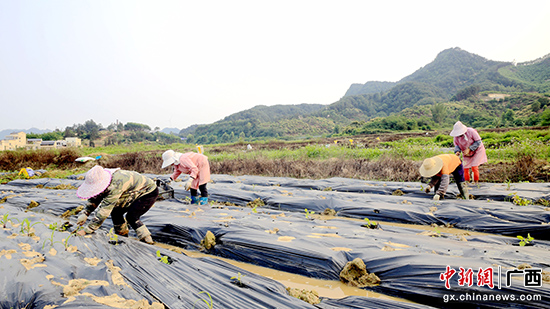 贵港市港南区:中药材套种走出乡村振兴特色路