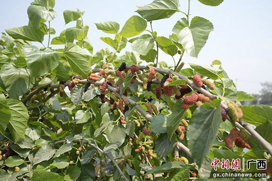 广西藤县:桑葚丰收缀满枝 农旅融合采摘忙