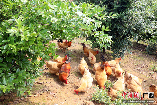 广西藤县林下养鸡开启生态致富路