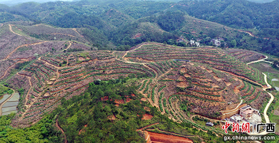 梧州藤县中草药种植为乡村振兴开出致富“良方”