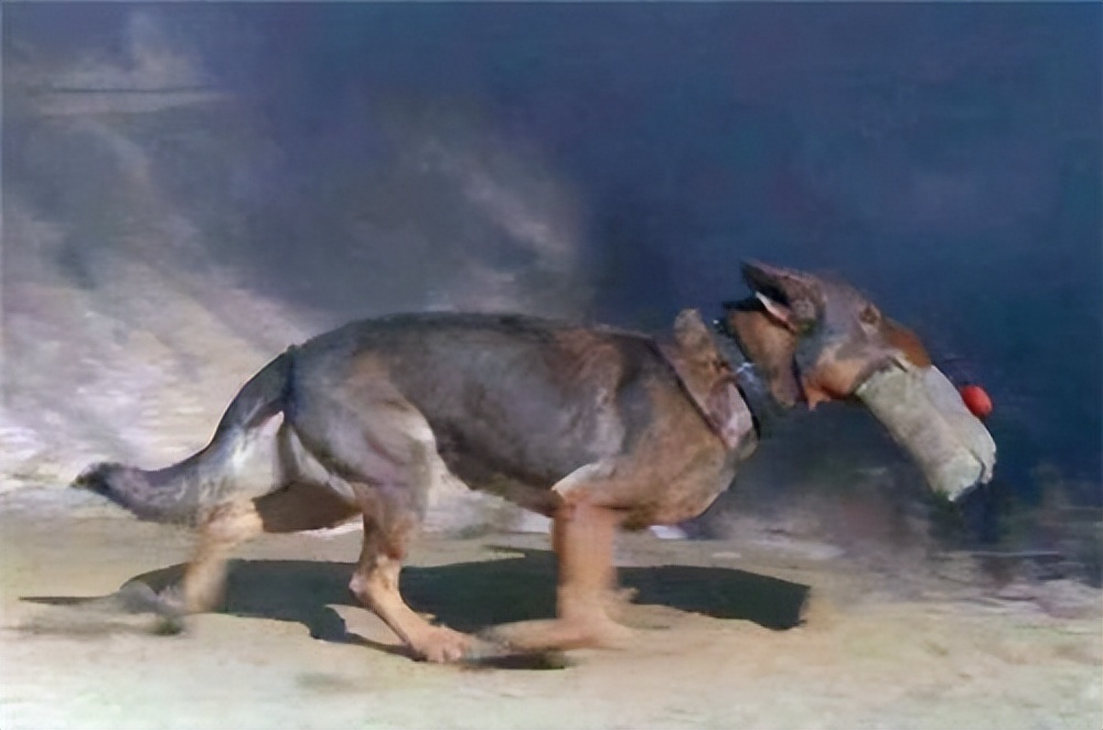 《犬王》堪比《忠犬八公》，为何却遭万人呼吁下架？