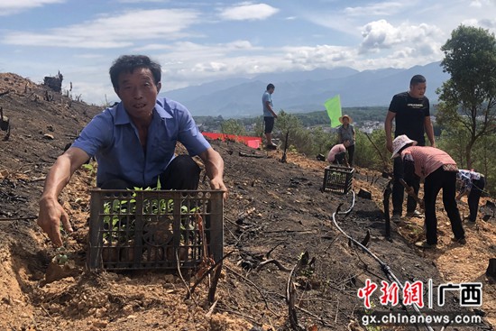 灌阳县新街镇打造乡村振兴产业带 推动一二三产高质量发展