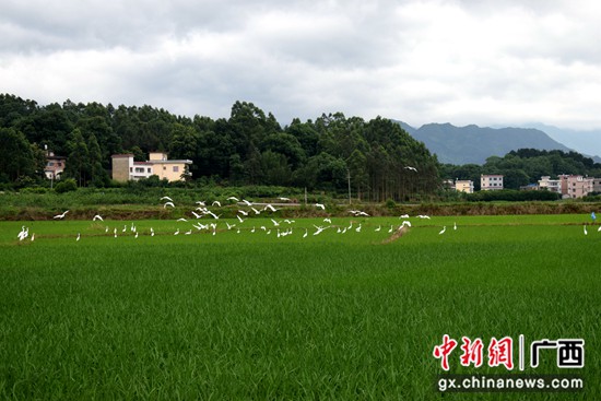 灌阳县新街镇打造乡村振兴产业带 推动一二三产高质量发展