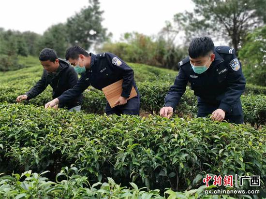 昭平县公安局走马派出所优化营商环境 护航茶季生产