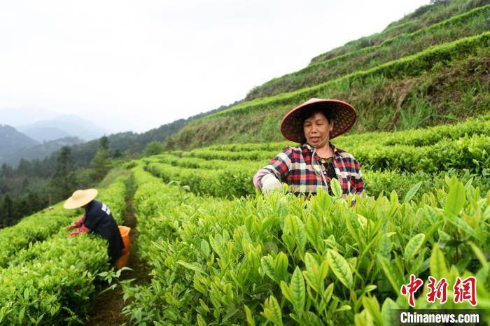 广西罗城仫佬山乡：秀美茶园采摘忙