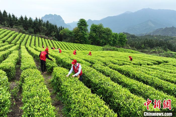 广西罗城仫佬山乡：秀美茶园采摘忙
