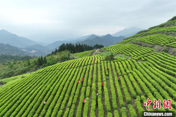广西罗城仫佬山乡：秀美茶园采摘忙