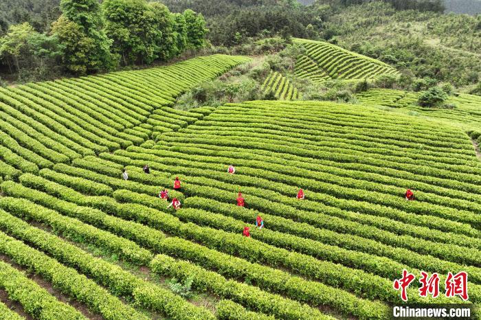 广西罗城仫佬山乡：秀美茶园采摘忙