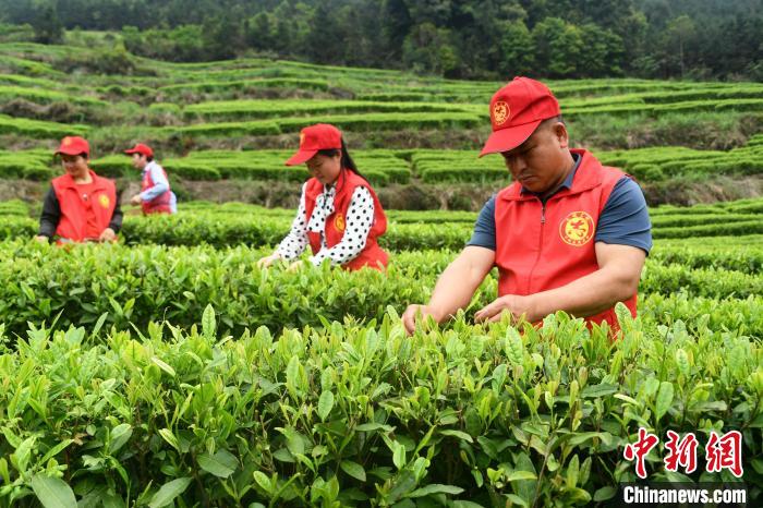 广西罗城仫佬山乡：秀美茶园采摘忙