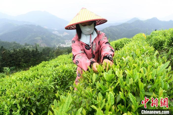 广西罗城仫佬山乡：秀美茶园采摘忙