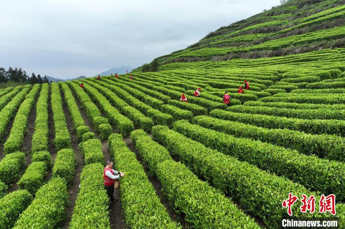 广西罗城仫佬山乡：秀美茶园采摘忙