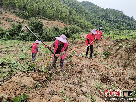 广西宁明县:坚果套种助农增收