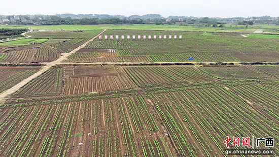 平南县三联种植专业合作社创新种植模式实现“一地三收”