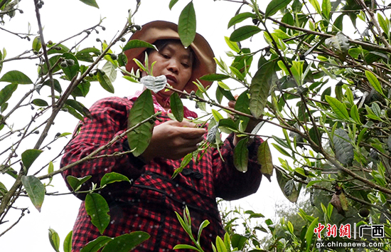 采春茶助增收 环江瑶族香茶抢“鲜”开采