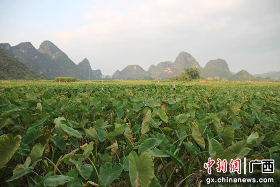 央视科教频道聚焦荔浦市打造荔浦芋全产业链发展新路子