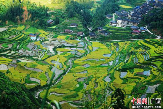 广西脱贫攻坚先进集体锦洞村向乡村振兴进发