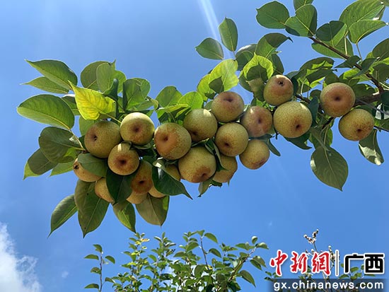 广西上思：致富甜蜜果推开幸福门