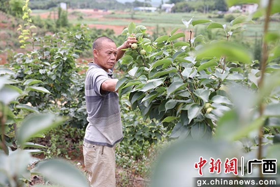 广西上思：致富甜蜜果推开幸福门