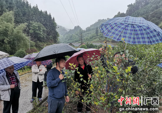 龙胜三门镇交其村邀请林业专家到村指导农业种植