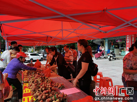 横县改良荔枝品种核更小肉更甜 助推乡村振兴