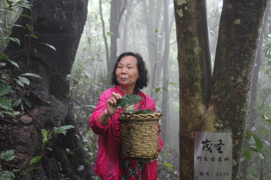 让“六堡茶”走向世界的巾帼丹心