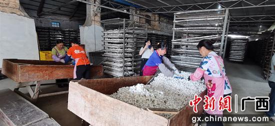 桑蚕产业“织就”横县农民致富路