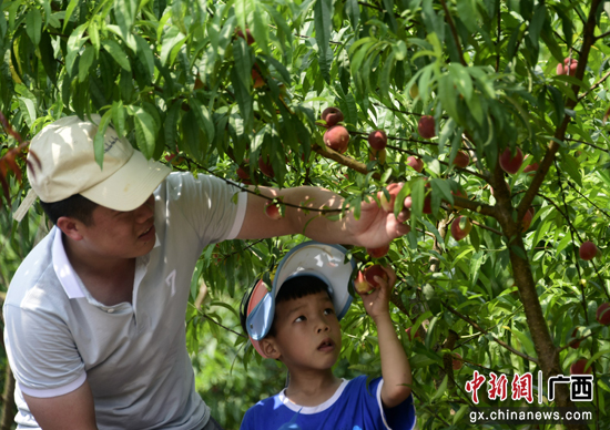广西罗城：“免费摘桃”引游客