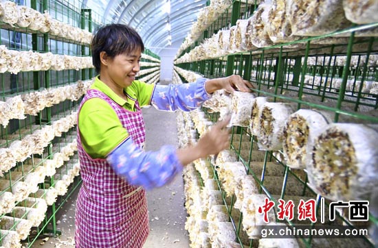 南方电网广西电网公司助力壮乡脱贫攻坚获表彰