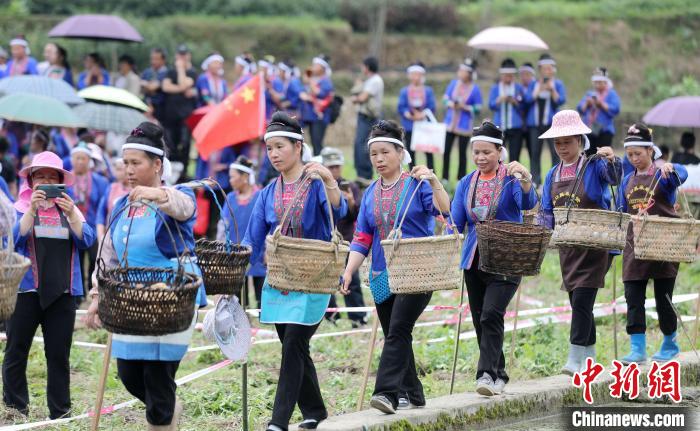 广西侗乡土豆丰收 侗族妇女赛挖土豆