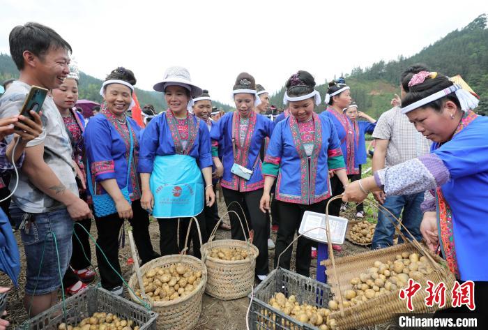 广西侗乡土豆丰收 侗族妇女赛挖土豆