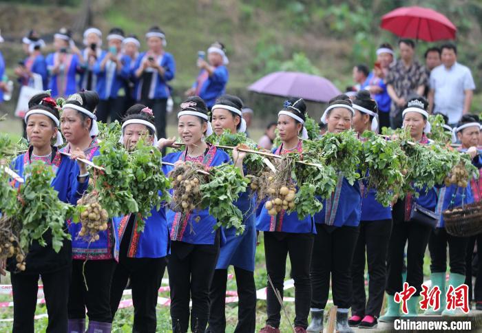 广西侗乡土豆丰收 侗族妇女赛挖土豆
