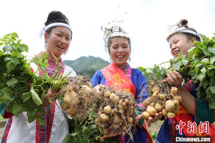 广西侗乡土豆丰收 侗族妇女赛挖土豆