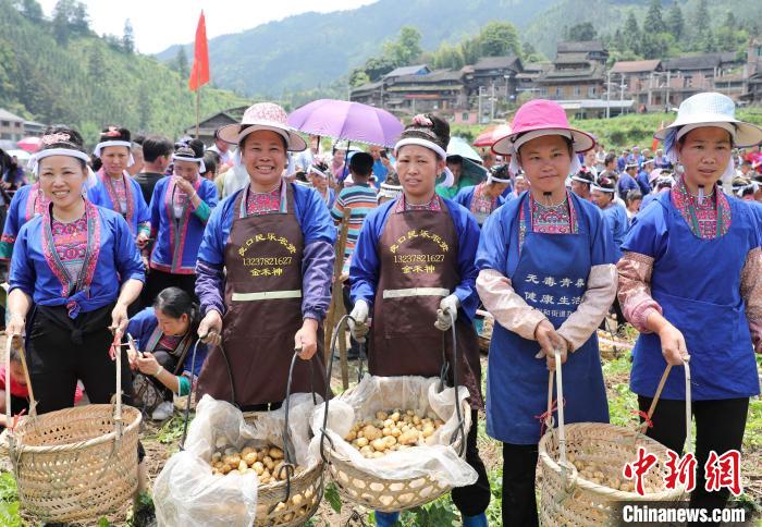 广西侗乡土豆丰收 侗族妇女赛挖土豆