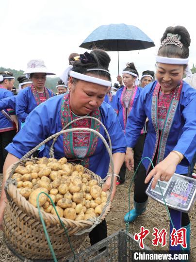 广西侗乡土豆丰收 侗族妇女赛挖土豆
