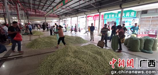 横县：春暖茉莉开 花农乐开怀