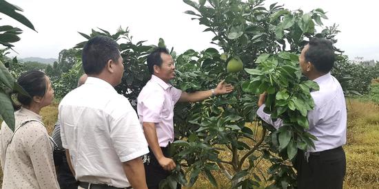 广西北流将大力推广泰国青柚种植