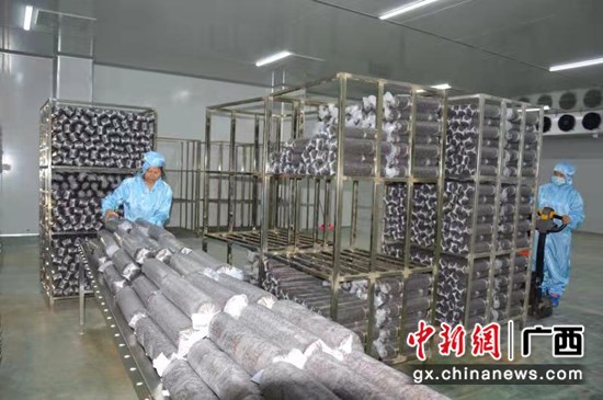 巴马发展食用菌产业 激发群众致富动力