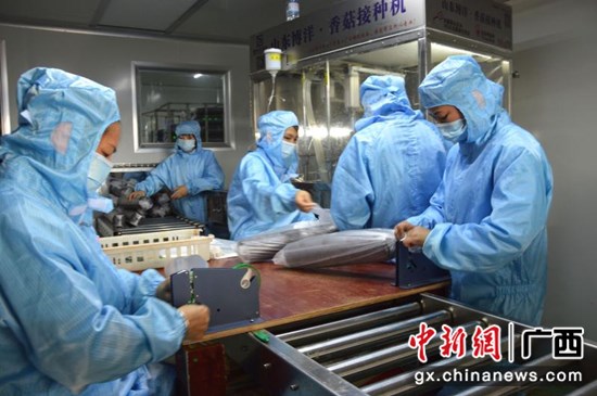 巴马发展食用菌产业 激发群众致富动力