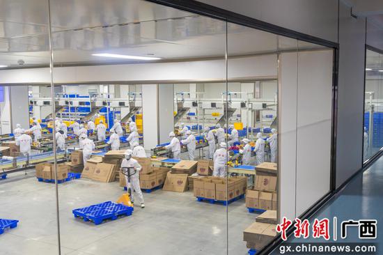 广西鹿寨与螺霸王深度合作打造螺蛳粉原料产业带