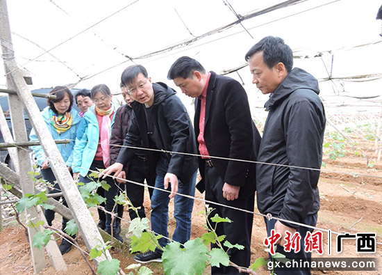 国家葡萄产业技术体系与桂林兴安县签约 推动产业转型升级